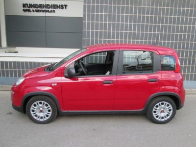 Fiat Panda Gebrauchtwagen