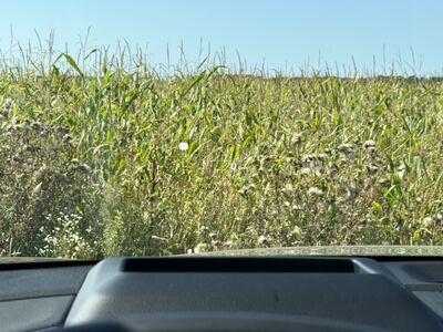 KIA Sportage Vorführwagen