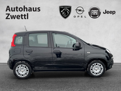 Fiat Panda Gebrauchtwagen