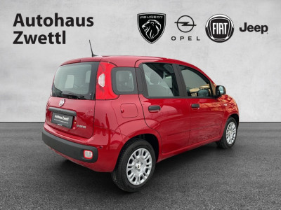 Fiat Panda Gebrauchtwagen
