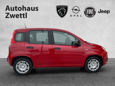 Fiat Panda Gebrauchtwagen