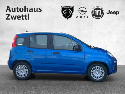 Fiat Panda Gebrauchtwagen