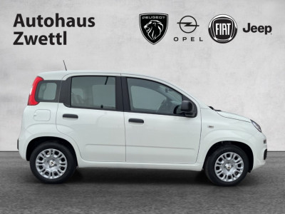 Fiat Panda Gebrauchtwagen Fiat Panda Gebrauchtwagen