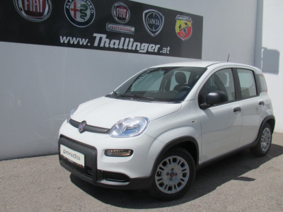 Fiat Panda Vorführwagen