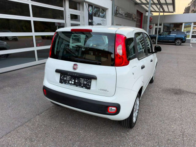 Fiat Panda Gebrauchtwagen Fiat Panda Gebrauchtwagen